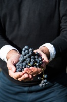 Abavas vīna darītavā veiksmīgi novākta vīnogu raža un iegūtas 7,5 tonnas ogu, kas vīndarītavā nozīmē rekordražu 4