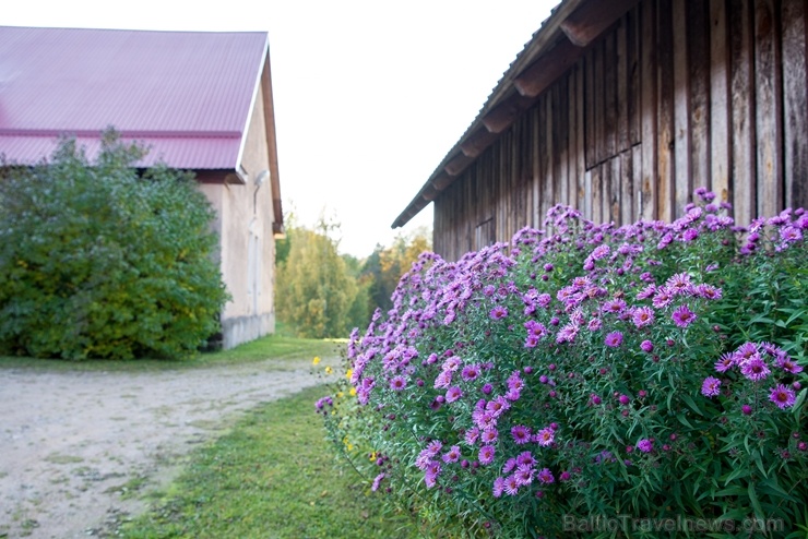 Cēsu pilsēta un Kaķukrogs krāšņi mirdz rudens nokrāsās 267743