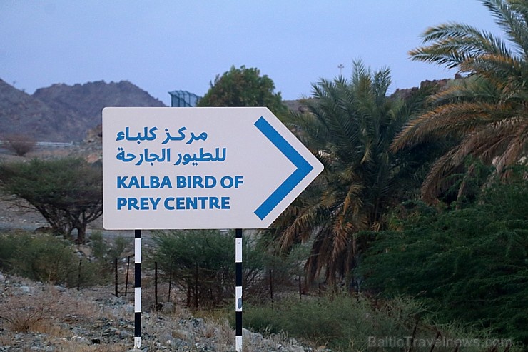 Travelnews.lv apmeklē plēsējputnu centru «Kalba Bird of Prey Centre» Šārdžas emirātā. Atbalsta: VisitSharjah.com un Novatours.lv 269403