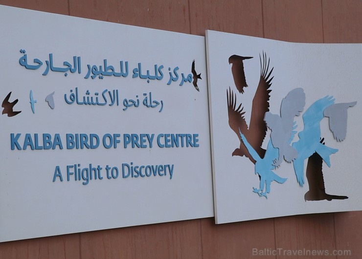 Travelnews.lv apmeklē plēsējputnu centru «Kalba Bird of Prey Centre» Šārdžas emirātā. Atbalsta: VisitSharjah.com un Novatours.lv 269405