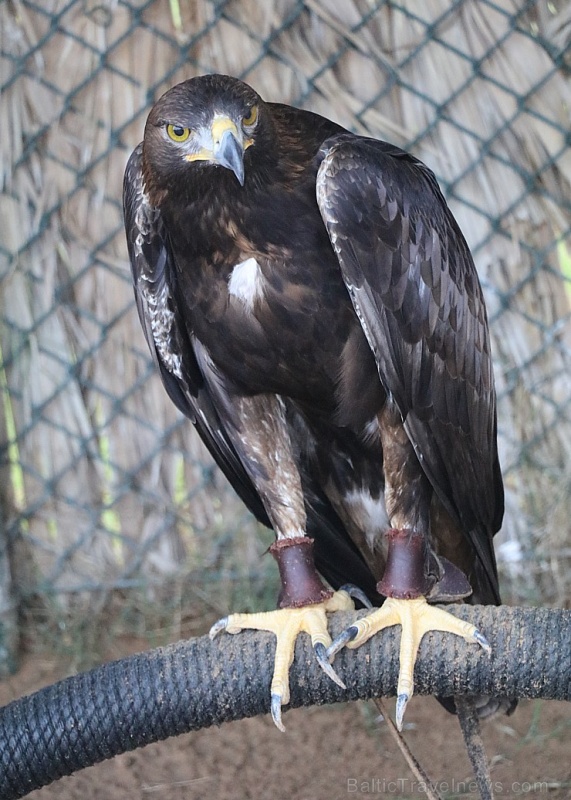 Travelnews.lv apmeklē plēsējputnu centru «Kalba Bird of Prey Centre» Šārdžas emirātā. Atbalsta: VisitSharjah.com un Novatours.lv 269408