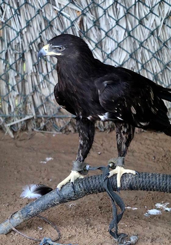 Travelnews.lv apmeklē plēsējputnu centru «Kalba Bird of Prey Centre» Šārdžas emirātā. Atbalsta: VisitSharjah.com un Novatours.lv 269411