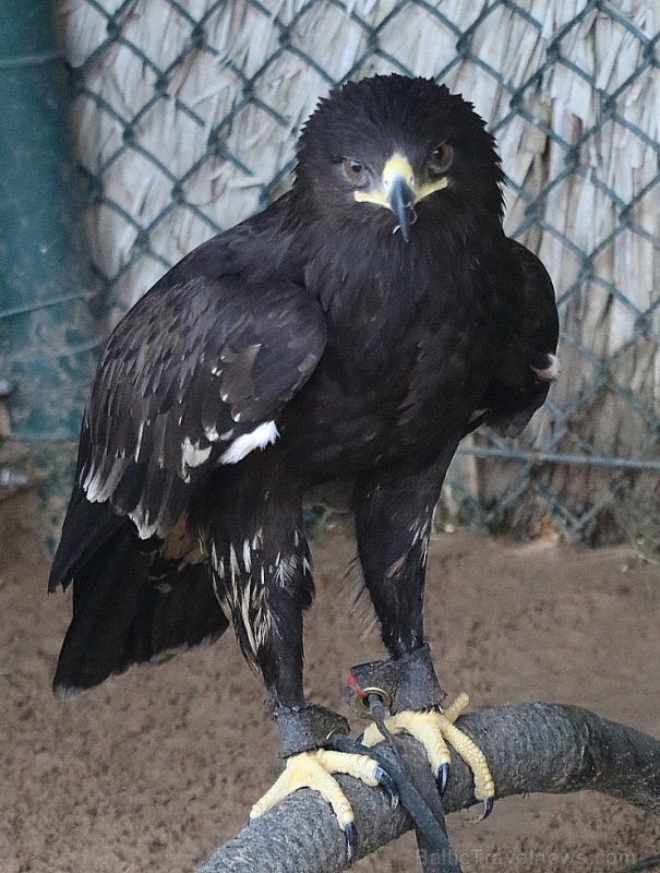 Travelnews.lv apmeklē plēsējputnu centru «Kalba Bird of Prey Centre» Šārdžas emirātā. Atbalsta: VisitSharjah.com un Novatours.lv 269413