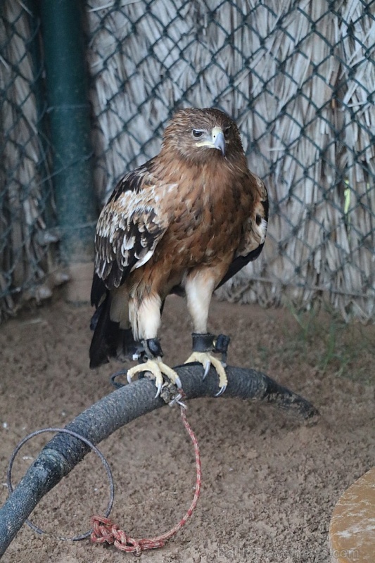 Travelnews.lv apmeklē plēsējputnu centru «Kalba Bird of Prey Centre» Šārdžas emirātā. Atbalsta: VisitSharjah.com un Novatours.lv 269414