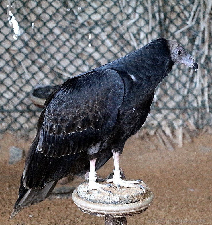 Travelnews.lv apmeklē plēsējputnu centru «Kalba Bird of Prey Centre» Šārdžas emirātā. Atbalsta: VisitSharjah.com un Novatours.lv 269415