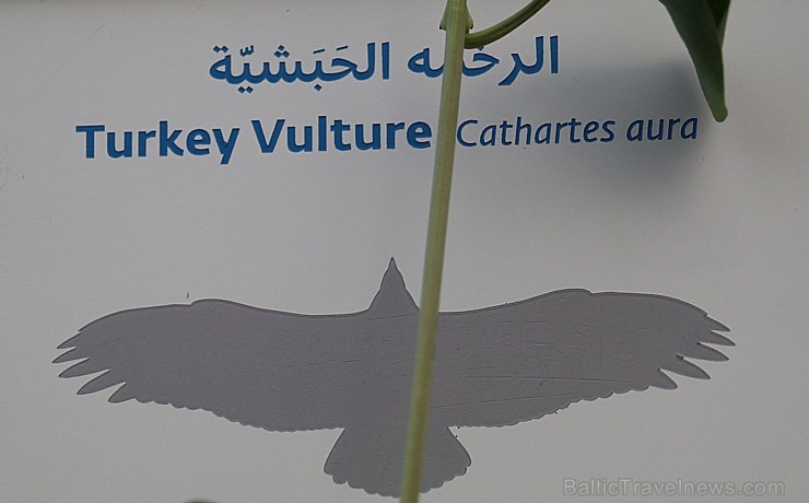 Travelnews.lv apmeklē plēsējputnu centru «Kalba Bird of Prey Centre» Šārdžas emirātā. Atbalsta: VisitSharjah.com un Novatours.lv 269416