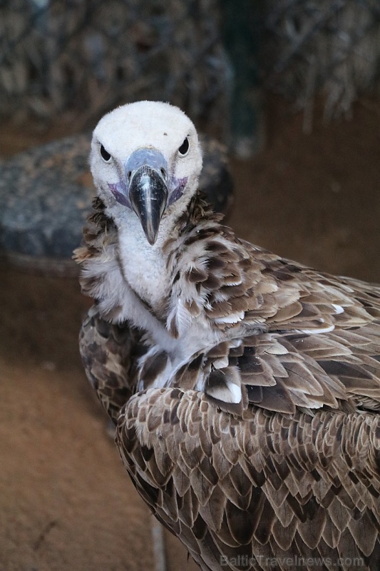Travelnews.lv apmeklē plēsējputnu centru «Kalba Bird of Prey Centre» Šārdžas emirātā. Atbalsta: VisitSharjah.com un Novatours.lv 269418