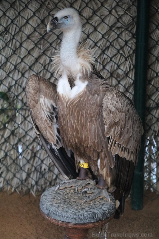Travelnews.lv apmeklē plēsējputnu centru «Kalba Bird of Prey Centre» Šārdžas emirātā. Atbalsta: VisitSharjah.com un Novatours.lv 269419