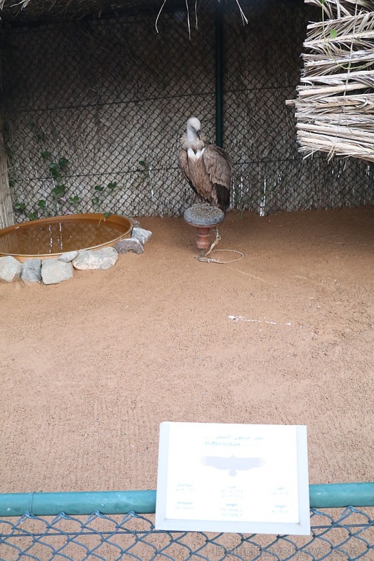 Travelnews.lv apmeklē plēsējputnu centru «Kalba Bird of Prey Centre» Šārdžas emirātā. Atbalsta: VisitSharjah.com un Novatours.lv 269420