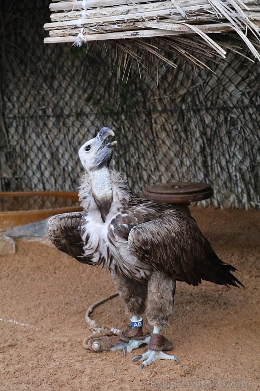 Travelnews.lv apmeklē plēsējputnu centru «Kalba Bird of Prey Centre» Šārdžas emirātā. Atbalsta: VisitSharjah.com un Novatours.lv 269421