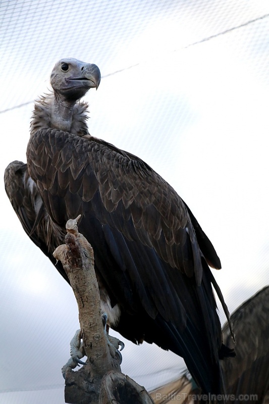 Travelnews.lv apmeklē plēsējputnu centru «Kalba Bird of Prey Centre» Šārdžas emirātā. Atbalsta: VisitSharjah.com un Novatours.lv 269424
