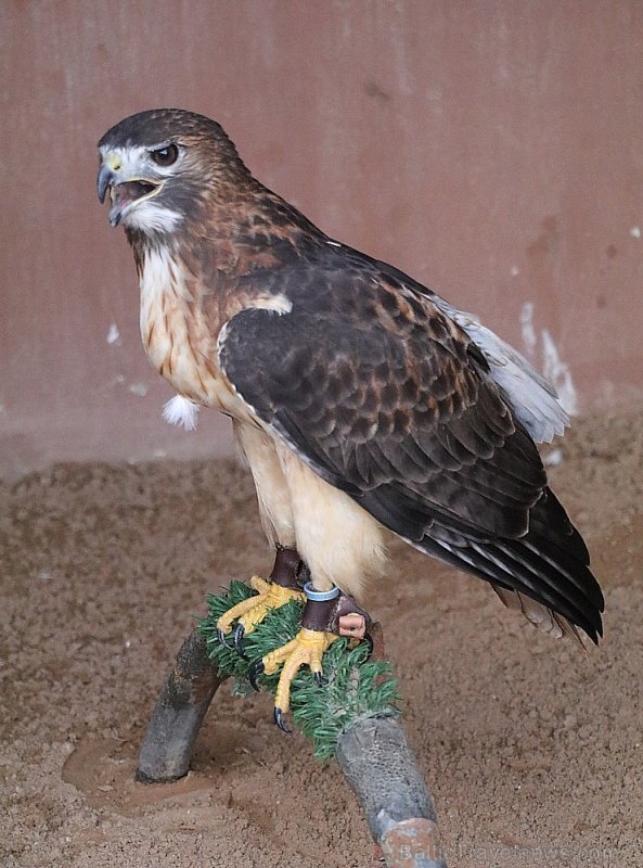 Travelnews.lv apmeklē plēsējputnu centru «Kalba Bird of Prey Centre» Šārdžas emirātā. Atbalsta: VisitSharjah.com un Novatours.lv 269427