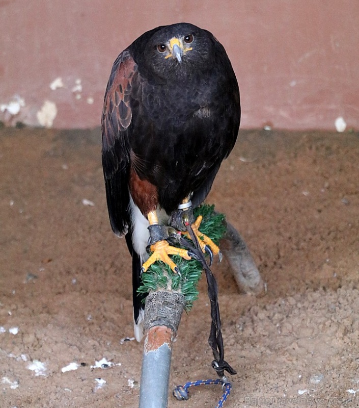 Travelnews.lv apmeklē plēsējputnu centru «Kalba Bird of Prey Centre» Šārdžas emirātā. Atbalsta: VisitSharjah.com un Novatours.lv 269428