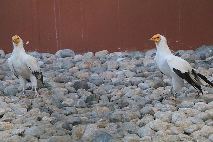Travelnews.lv apmeklē plēsējputnu centru «Kalba Bird of Prey Centre» Šārdžas emirātā. Atbalsta: VisitSharjah.com un Novatours.lv 269429
