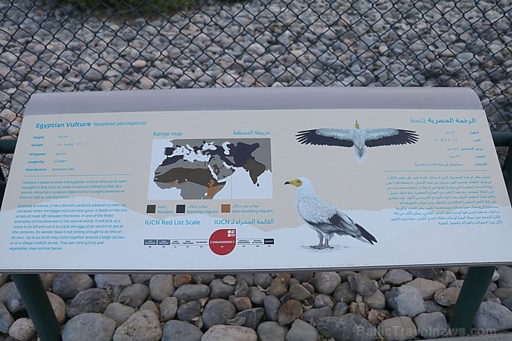 Travelnews.lv apmeklē plēsējputnu centru «Kalba Bird of Prey Centre» Šārdžas emirātā. Atbalsta: VisitSharjah.com un Novatours.lv 269430