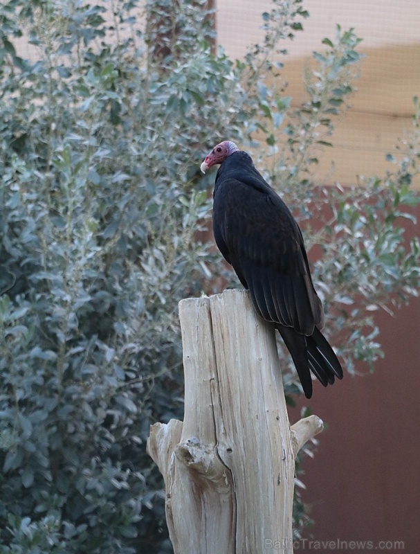 Travelnews.lv apmeklē plēsējputnu centru «Kalba Bird of Prey Centre» Šārdžas emirātā. Atbalsta: VisitSharjah.com un Novatours.lv 269431