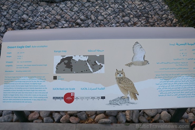 Travelnews.lv apmeklē plēsējputnu centru «Kalba Bird of Prey Centre» Šārdžas emirātā. Atbalsta: VisitSharjah.com un Novatours.lv 269433