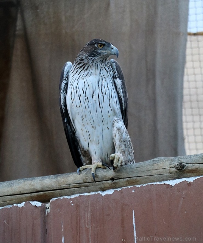 Travelnews.lv apmeklē plēsējputnu centru «Kalba Bird of Prey Centre» Šārdžas emirātā. Atbalsta: VisitSharjah.com un Novatours.lv 269434