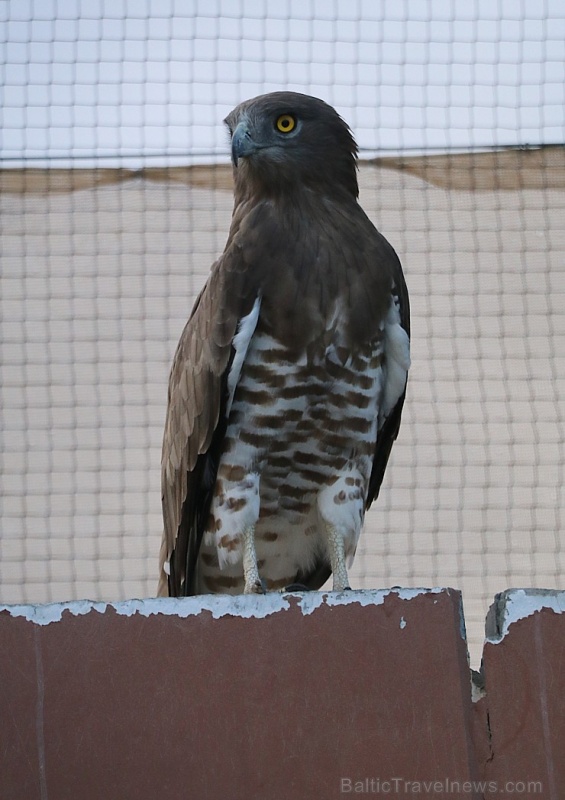 Travelnews.lv apmeklē plēsējputnu centru «Kalba Bird of Prey Centre» Šārdžas emirātā. Atbalsta: VisitSharjah.com un Novatours.lv 269435