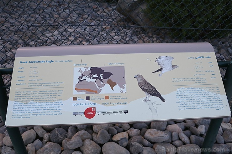 Travelnews.lv apmeklē plēsējputnu centru «Kalba Bird of Prey Centre» Šārdžas emirātā. Atbalsta: VisitSharjah.com un Novatours.lv 269436