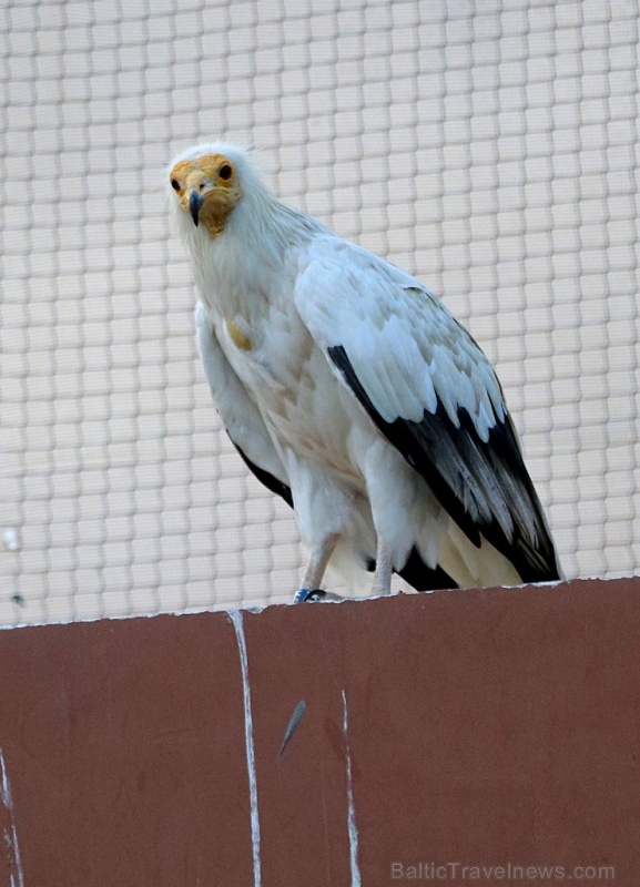 Travelnews.lv apmeklē plēsējputnu centru «Kalba Bird of Prey Centre» Šārdžas emirātā. Atbalsta: VisitSharjah.com un Novatours.lv 269437