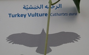 Travelnews.lv apmeklē plēsējputnu centru «Kalba Bird of Prey Centre» Šārdžas emirātā. Atbalsta: VisitSharjah.com un Novatours.lv 15