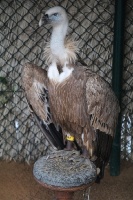 Travelnews.lv apmeklē plēsējputnu centru «Kalba Bird of Prey Centre» Šārdžas emirātā. Atbalsta: VisitSharjah.com un Novatours.lv 18
