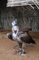 Travelnews.lv apmeklē plēsējputnu centru «Kalba Bird of Prey Centre» Šārdžas emirātā. Atbalsta: VisitSharjah.com un Novatours.lv 20