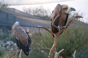 Travelnews.lv apmeklē plēsējputnu centru «Kalba Bird of Prey Centre» Šārdžas emirātā. Atbalsta: VisitSharjah.com un Novatours.lv 21