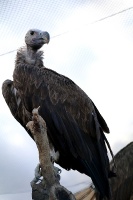 Travelnews.lv apmeklē plēsējputnu centru «Kalba Bird of Prey Centre» Šārdžas emirātā. Atbalsta: VisitSharjah.com un Novatours.lv 23