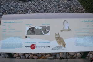 Travelnews.lv apmeklē plēsējputnu centru «Kalba Bird of Prey Centre» Šārdžas emirātā. Atbalsta: VisitSharjah.com un Novatours.lv 32