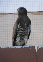 Travelnews.lv apmeklē plēsējputnu centru «Kalba Bird of Prey Centre» Šārdžas emirātā. Atbalsta: VisitSharjah.com un Novatours.lv 34