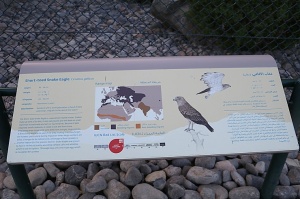 Travelnews.lv apmeklē plēsējputnu centru «Kalba Bird of Prey Centre» Šārdžas emirātā. Atbalsta: VisitSharjah.com un Novatours.lv 35