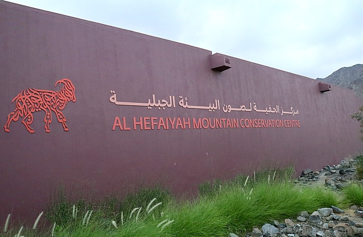 Travelnews.lv apmeklē dabas aizsardzības centru «Al Hefaiyah Mountain Conservation Centre». Atbalsta: VisitSharjah.com un Novatours.lv 269723