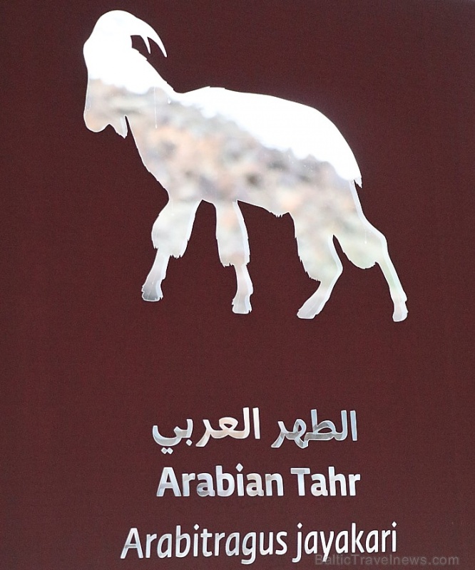 Travelnews.lv apmeklē dabas aizsardzības centru «Al Hefaiyah Mountain Conservation Centre». Atbalsta: VisitSharjah.com un Novatours.lv 269739