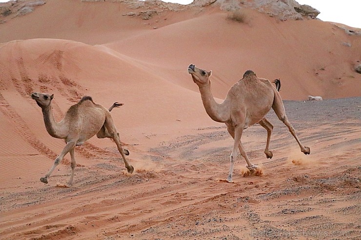 Travelnews.lv iepazīst Šārdžas emirāta tuksneša dzīvi izbraucienā ar apvidus spēkratu, Atbalsta: VisitSharjah.com un Novatours.lv 270790