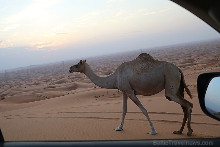 Travelnews.lv iepazīst Šārdžas emirāta tuksneša dzīvi izbraucienā ar apvidus spēkratu, Atbalsta: VisitSharjah.com un Novatours.lv 270810