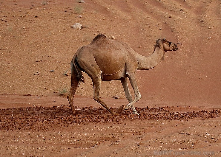 Travelnews.lv iepazīst Šārdžas emirāta tuksneša dzīvi izbraucienā ar apvidus spēkratu, Atbalsta: VisitSharjah.com un Novatours.lv Travelnews.lv iepazīst Šārdžas emirāta tuksneša dzīvi izbraucienā ar apvidus spēkratu, Atbalsta: VisitSharjah.com un Novatours.lv 270831