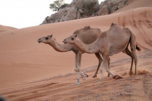Travelnews.lv iepazīst Šārdžas emirāta tuksneša dzīvi izbraucienā ar apvidus spēkratu, Atbalsta: VisitSharjah.com un Novatours.lv 33