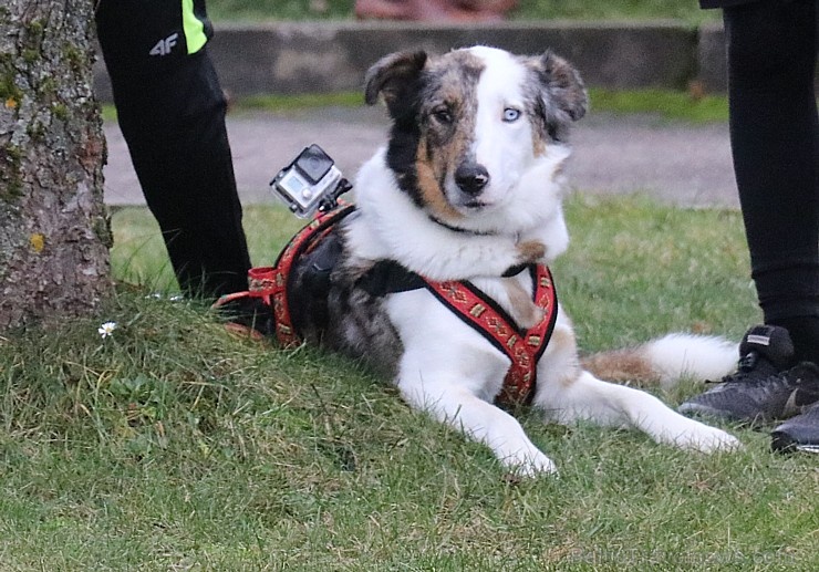 Par godu 18.novembrim notiek tradicionālais skrējiens «Rembates aplis 2019» 3 km un 10 km distancēs 271333