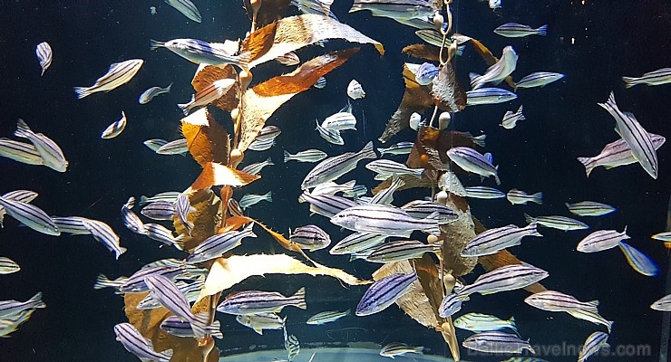 Travelnews.lv apmeklē zemūdens pasauli «Sharjah Aquarium». Atbalsta: VisitSharjah.com un Novatours.lv 272955