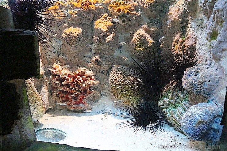Travelnews.lv apmeklē zemūdens pasauli «Sharjah Aquarium». Atbalsta: VisitSharjah.com un Novatours.lv 272956
