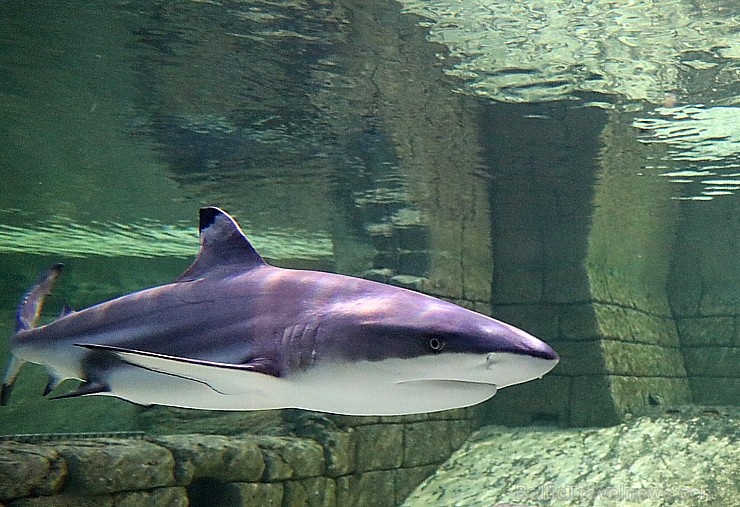 Travelnews.lv apmeklē zemūdens pasauli «Sharjah Aquarium». Atbalsta: VisitSharjah.com un Novatours.lv 272957