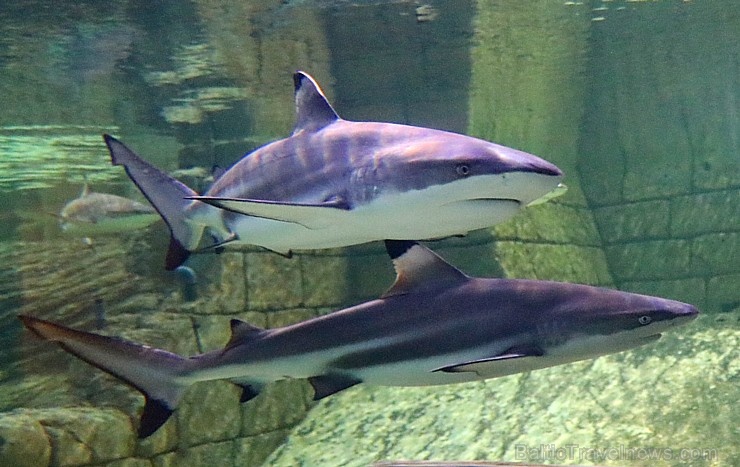 Travelnews.lv apmeklē zemūdens pasauli «Sharjah Aquarium». Atbalsta: VisitSharjah.com un Novatours.lv 272958