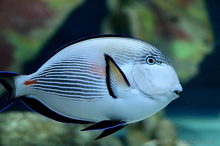 Travelnews.lv apmeklē zemūdens pasauli «Sharjah Aquarium». Atbalsta: VisitSharjah.com un Novatours.lv 272961