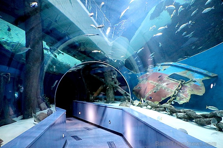Travelnews.lv apmeklē zemūdens pasauli «Sharjah Aquarium». Atbalsta: VisitSharjah.com un Novatours.lv 272964