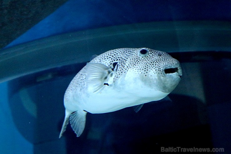 Travelnews.lv apmeklē zemūdens pasauli «Sharjah Aquarium». Atbalsta: VisitSharjah.com un Novatours.lv 272965
