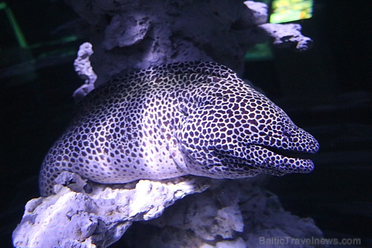 Travelnews.lv apmeklē zemūdens pasauli «Sharjah Aquarium». Atbalsta: VisitSharjah.com un Novatours.lv 272966