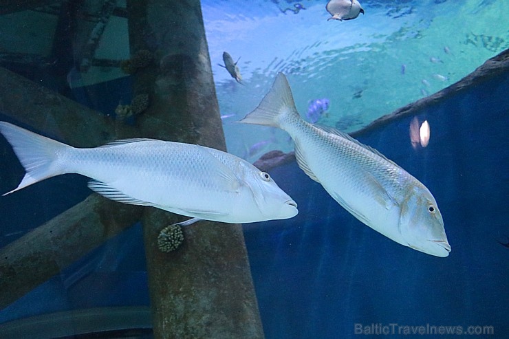 Travelnews.lv apmeklē zemūdens pasauli «Sharjah Aquarium». Atbalsta: VisitSharjah.com un Novatours.lv 272972