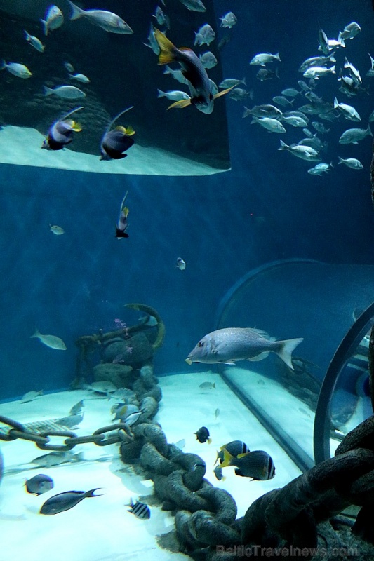 Travelnews.lv apmeklē zemūdens pasauli «Sharjah Aquarium». Atbalsta: VisitSharjah.com un Novatours.lv 272973